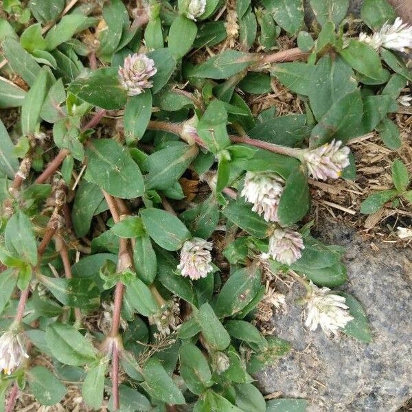 Gomphrena serrata Цветок