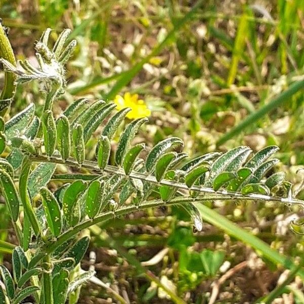 Vicia benghalensis Leaf