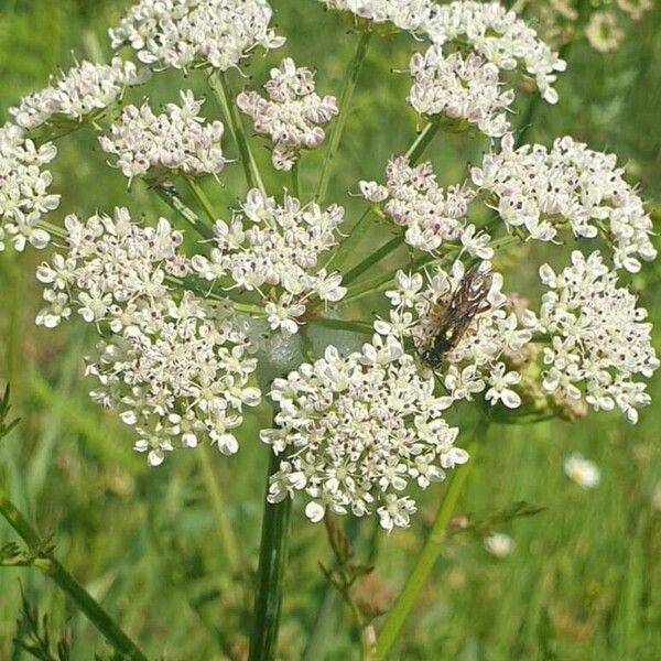 Oenanthe crocata Kukka