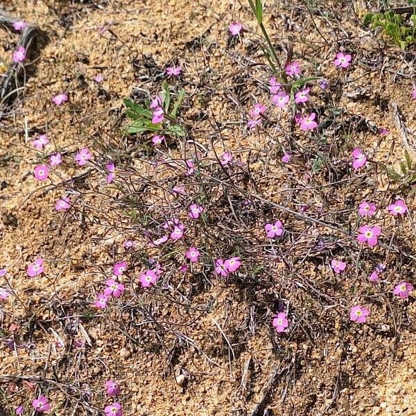 Marcus-kochia triloba Flower