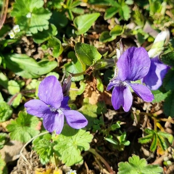 Viola riviniana Flower