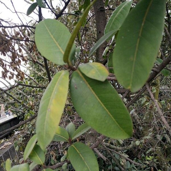 Ficus thonningii Folha