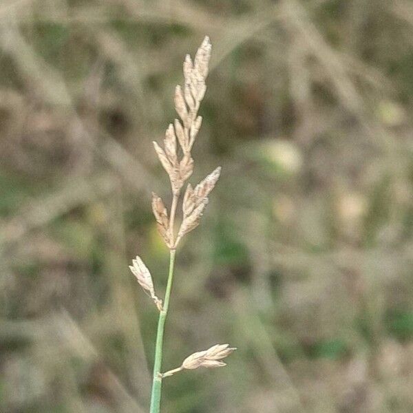 Poa compressa Flower