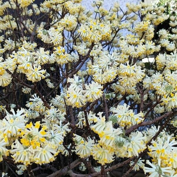 Edgeworthia chrysantha Blomst