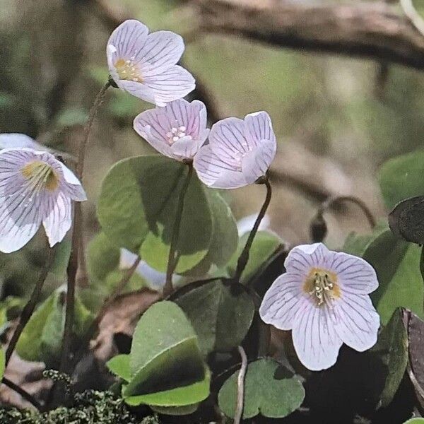 Oxalis acetosella Kvet