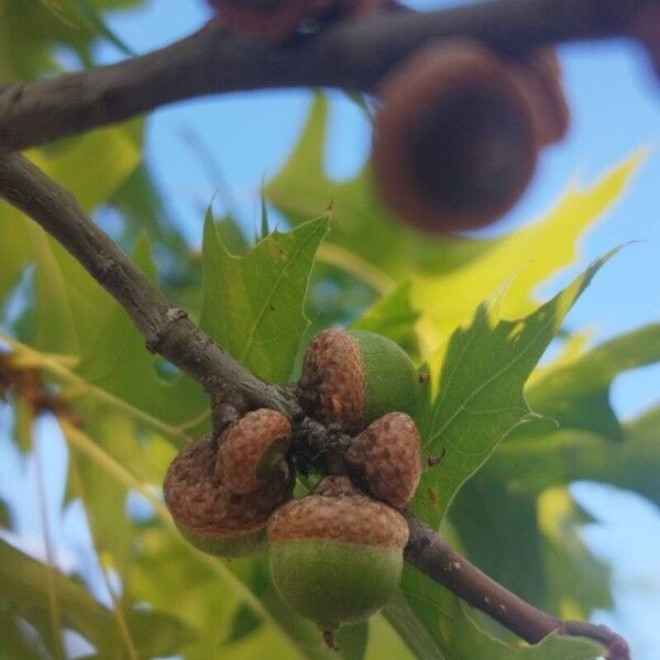 Quercus palustris Vrucht