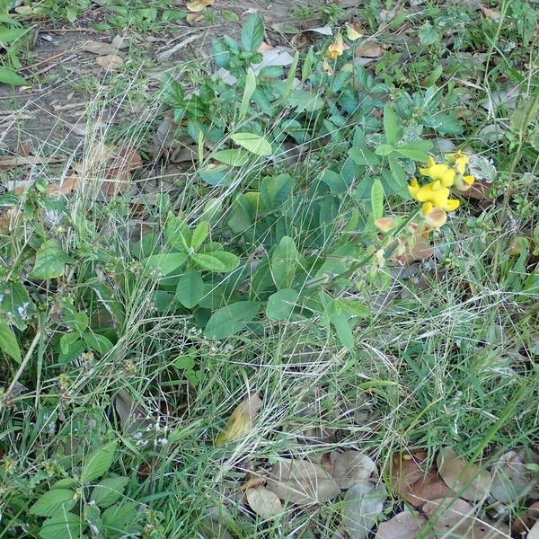 Crotalaria retusa Alkat (teljes növény)