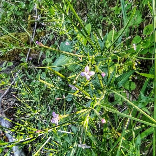 Epilobium palustre Habitus