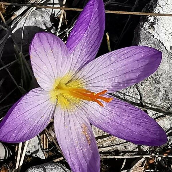 Crocus versicolor Cvet