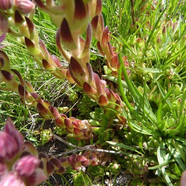 Sempervivum montanum Leaf