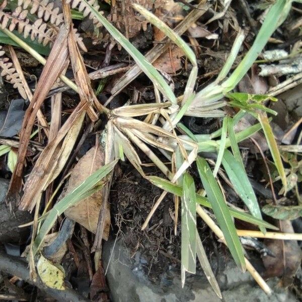 Stenotaphrum dimidiatum Leaf