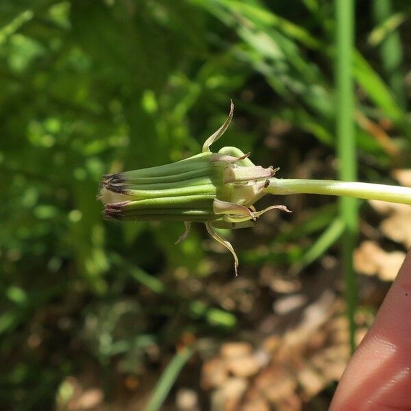 Taraxacum perincisum Цветок