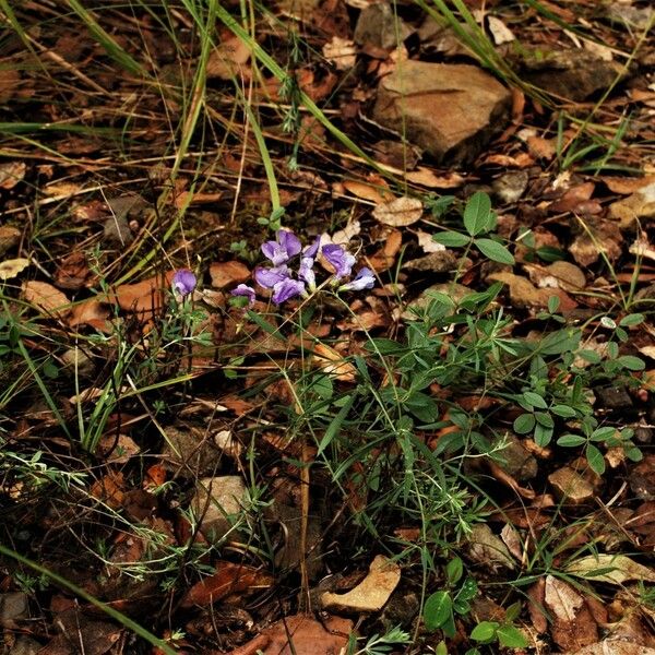 Lathyrus palustris Vekstform