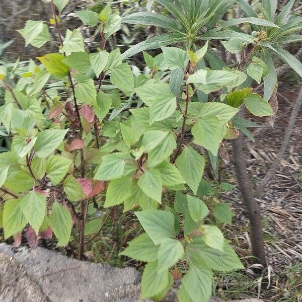 Ageratina adenophora List