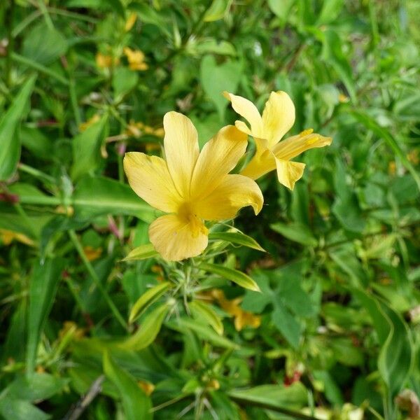 Barleria prionitis Õis