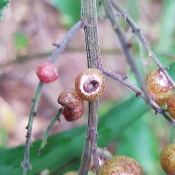 Maianthemum racemosum Frukto