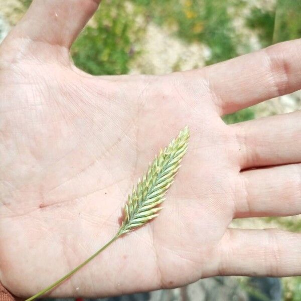 Agropyron cristatum Froito