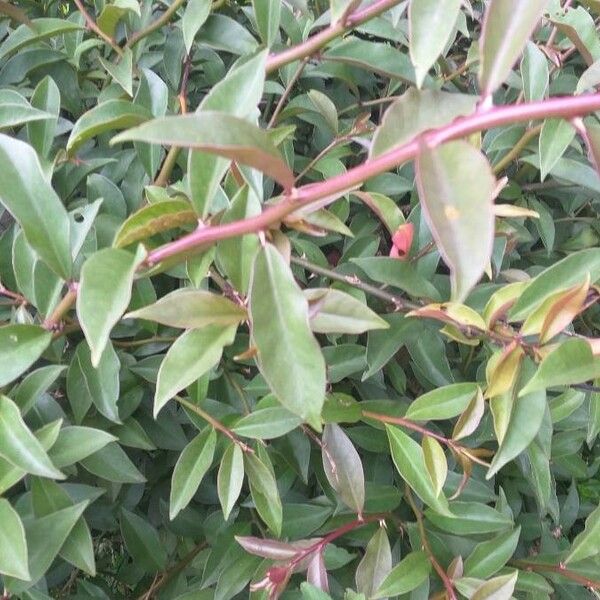 Pereskia aculeata Blad