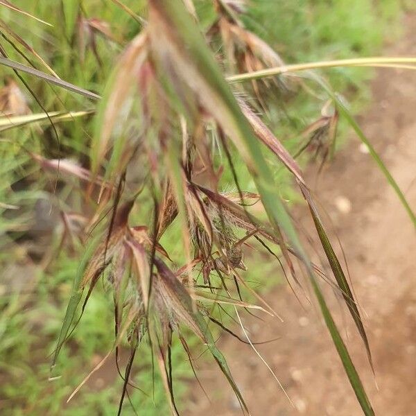 Themeda triandra Fleur