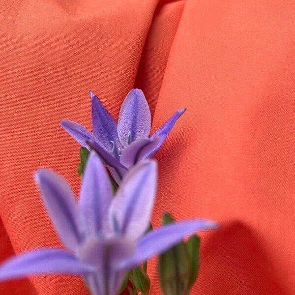 Triteleia laxa Flower