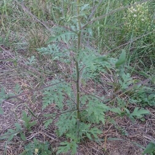 Ambrosia artemisiifolia List