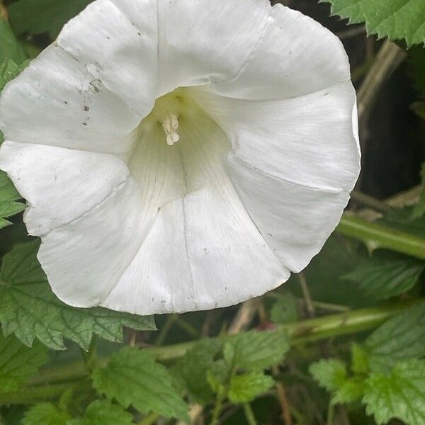 Calystegia silvatica Flower