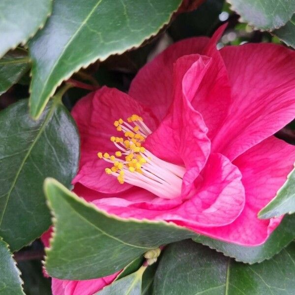 Camellia sasanqua Flower