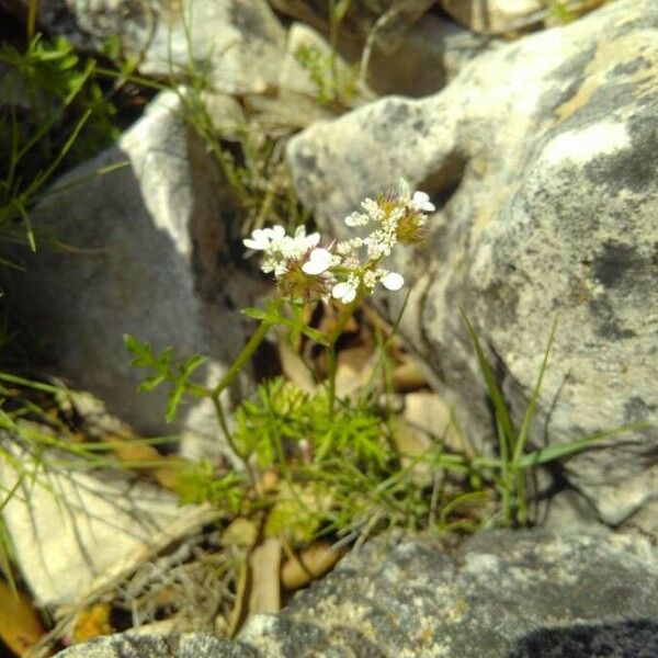 Caucalis platycarpos Hábito