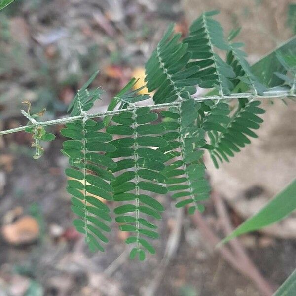 Acacia melanoxylon Blad