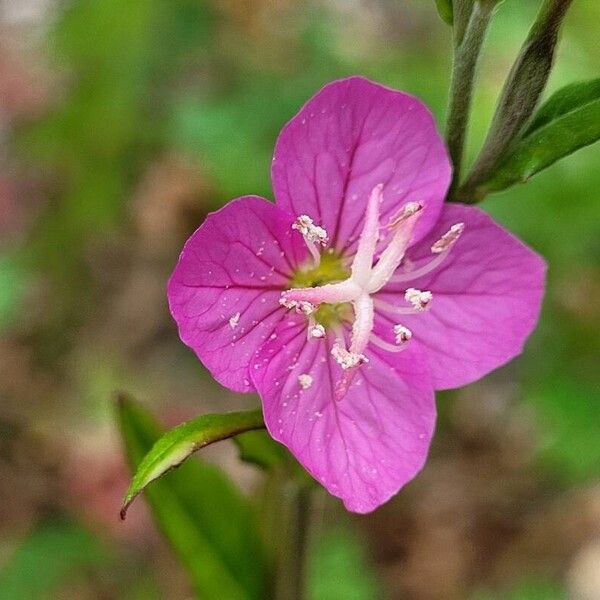 Oenothera rosea Flor