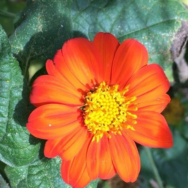 Tithonia rotundifolia Çiçek