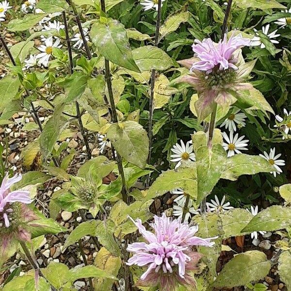 Monarda fistulosa Агульны выгляд