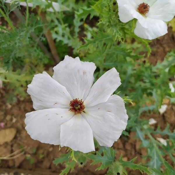 Argemone albiflora Flower