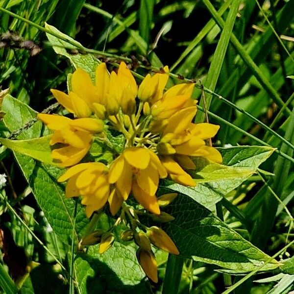 Lysimachia vulgaris പുഷ്പം