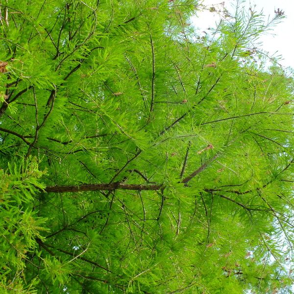 Taxodium distichum Συνήθη χαρακτηριστικά