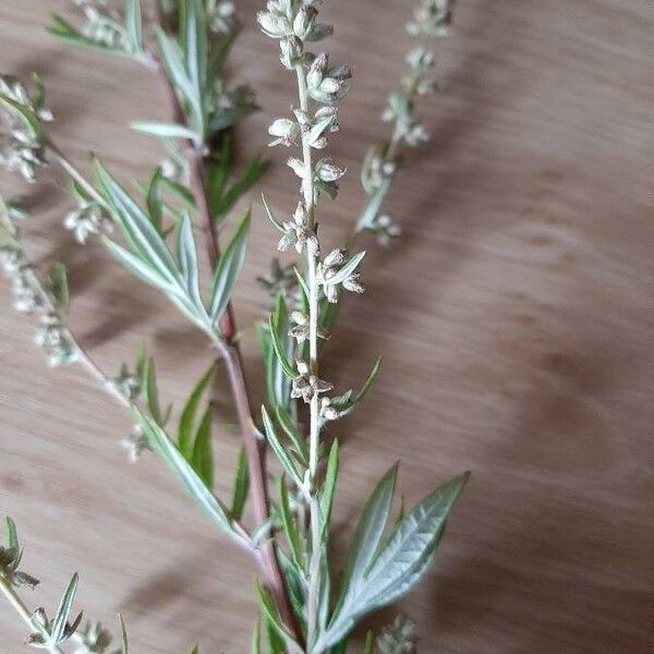 Artemisia vulgaris Virág