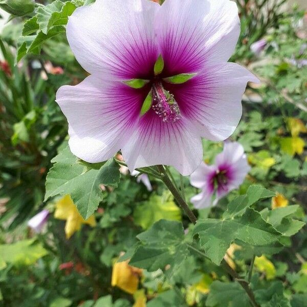 Malva subovata 花