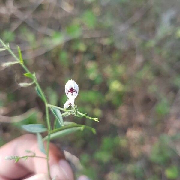 Andrographis paniculata Flower