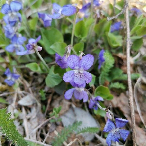 Viola adunca Flor