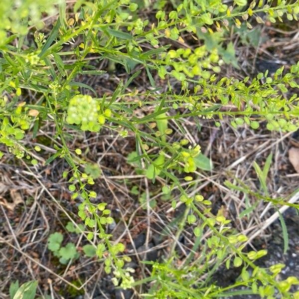 Lepidium densiflorum পাতা