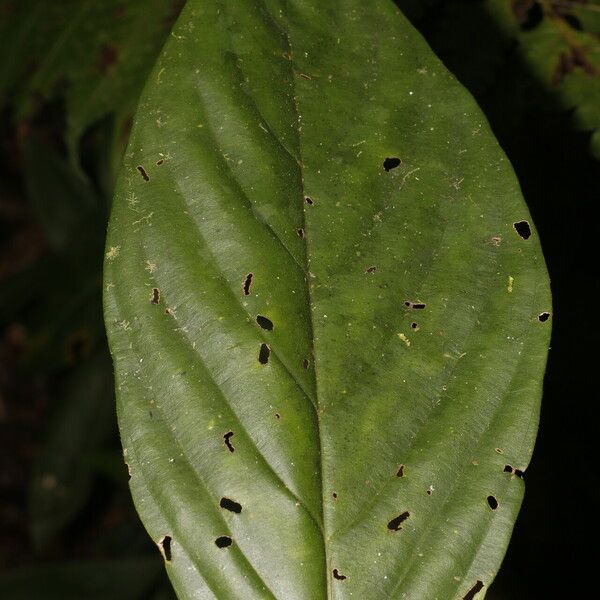 Amaioua pedicellata List