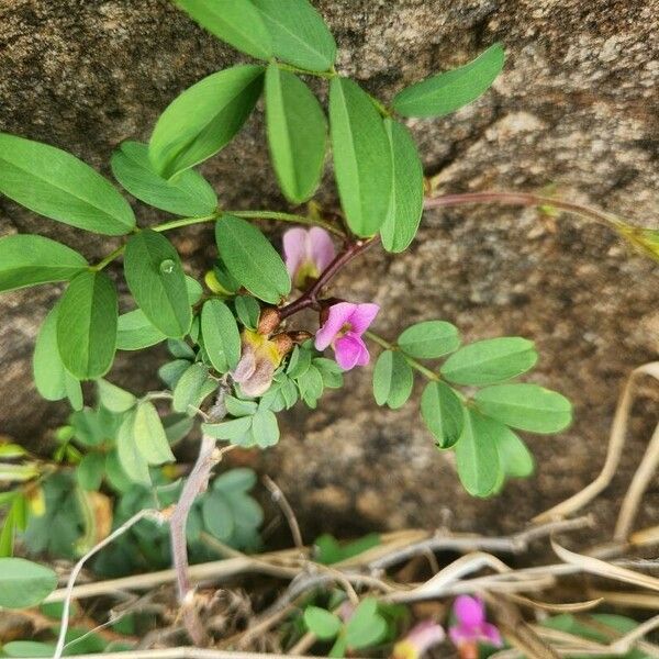 Tephrosia subtriflora 葉