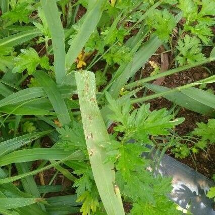 Gladiolus dalenii Blad