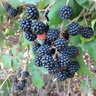 Rubus ulmifolius Frucht