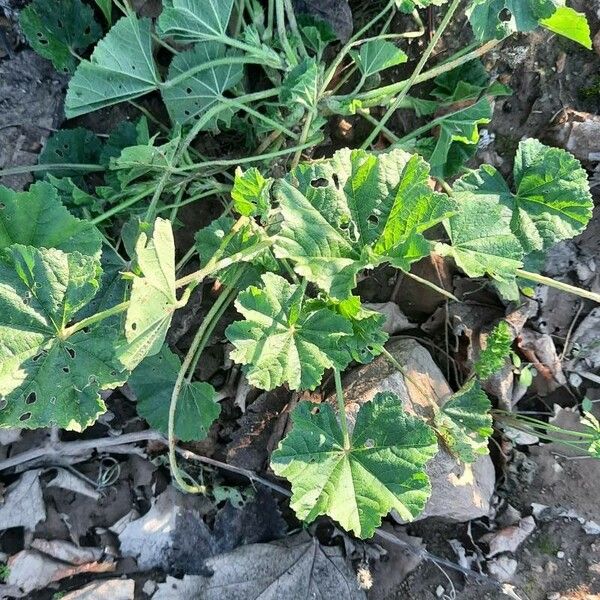 Malva parviflora Deilen