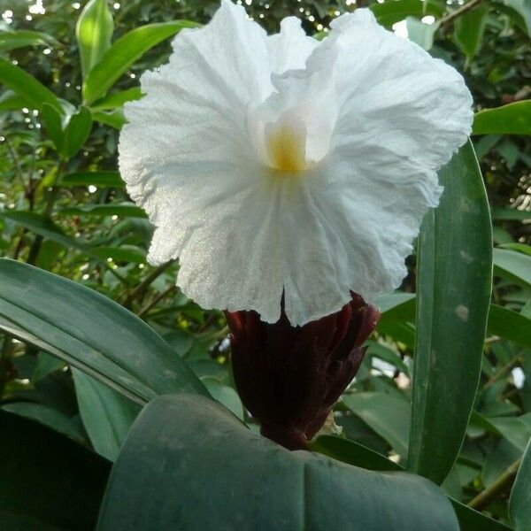 Hellenia speciosa Lorea