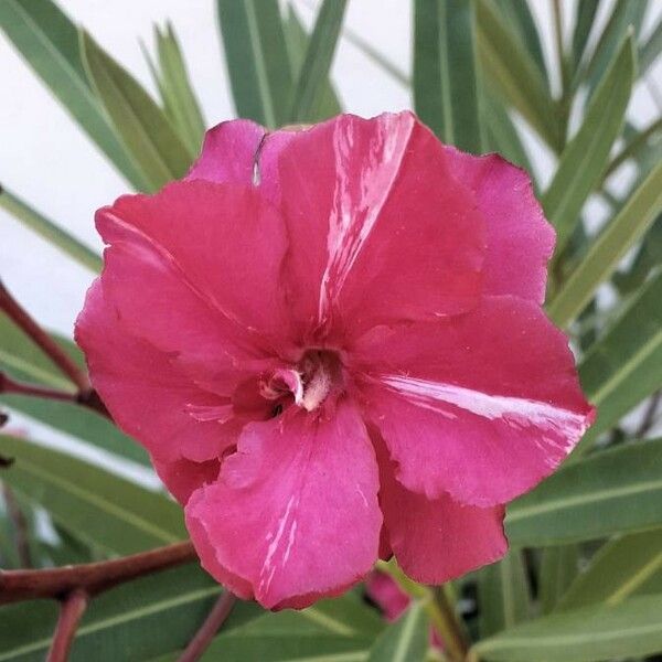 Nerium oleander Žiedas