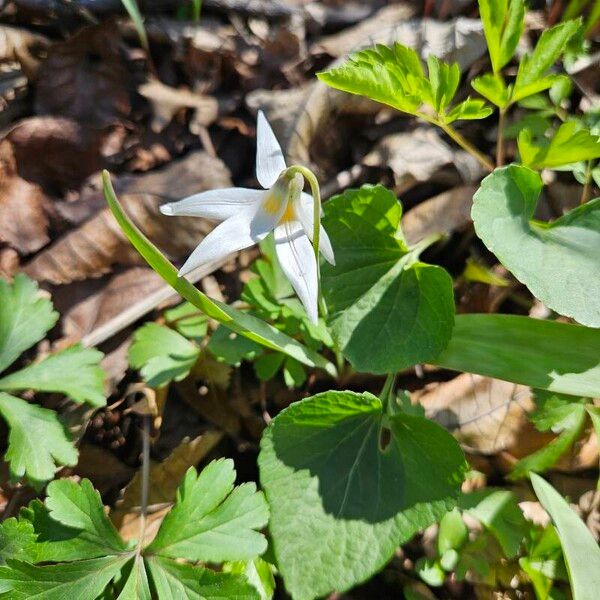 Erythronium albidum Flor