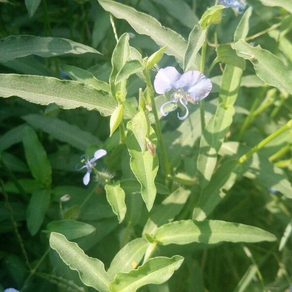 Commelina forskaolii Цветок