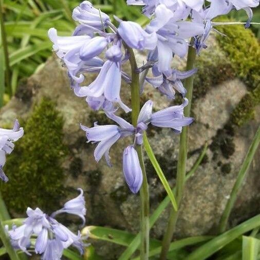 Hyacinthoides non-scripta 花